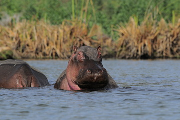 Fototapeta premium Hippo (Hippopotamus amphibius) at Naivasha Lake, Kenya