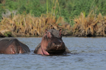 Fototapeta na wymiar Hippo (Hippopotamus amphibius) at Naivasha Lake, Kenya