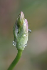Blüte weiss mit Wassertropfen