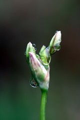 Blüte weiss mit Wassertropfen