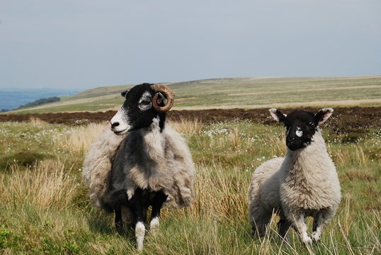 Sheeps at Ilkley Moors