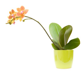 orange, yellow and pink stripy phalaenopsis orchid