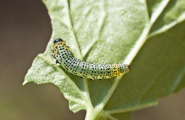 Pteroidea rilesii. Small depth to sharpness
