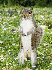 Gray Squirrel standing and watching