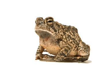 Grumpy Toad