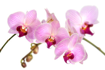 Orchideen 12