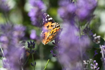 Schmetterling im Lavendel
