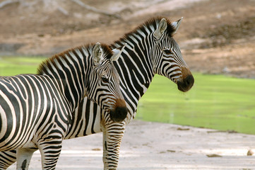 zebra