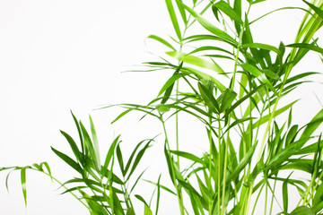 fresh green leaves background