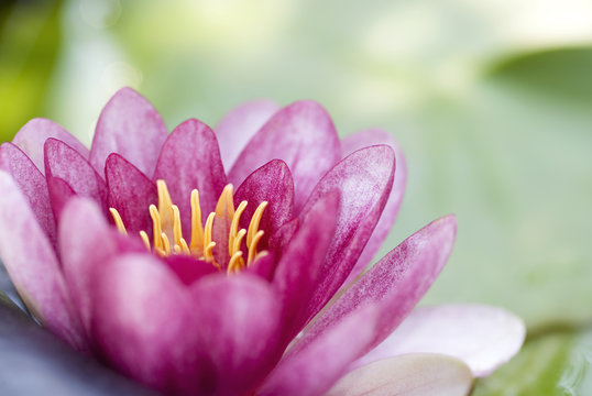 details of a pink water lily