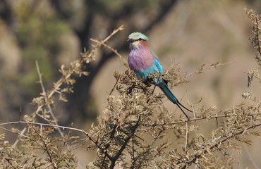 Lilac Breasted Roller