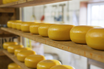 Rows of cheese maturing in factory
