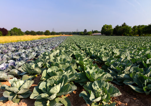 Field with Red and White Cabbage (lat. Brassica oleracea)
