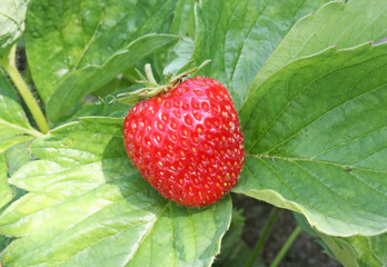 Ягода клубники на фоне зеленых листьев