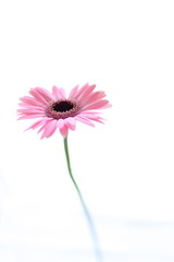 Gerbera in Pastel Pink