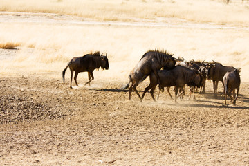 Bluewildebeest mating in the Kgalagadi