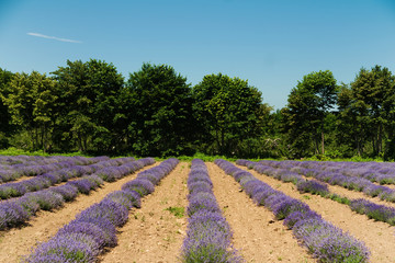 Fototapeta na wymiar Lavender farm