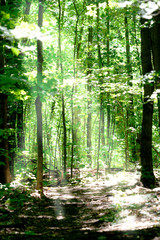 Obraz premium Nature