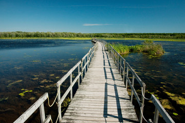 Fototapeta premium Swampland