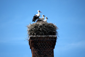 Stoerche im Nest
