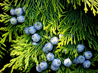 Thuja mit Zapfen