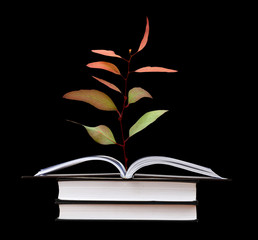 Tree seedling growing from an open book