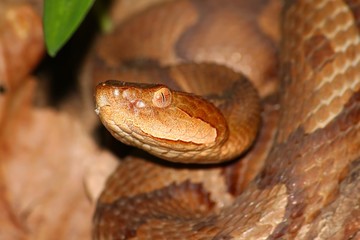 The Dreaded Copperhead (Agkistrodon contortrix)
