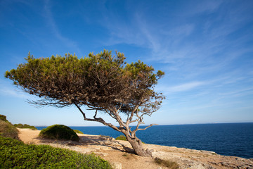K&uuml;ste an der Cala Pi