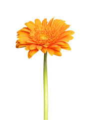 Gerbera