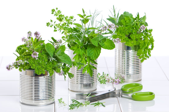 Fresh Herbs In Recycled Cans