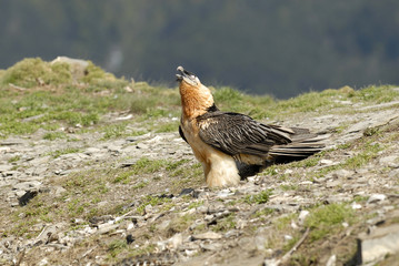 Quebrantahuesos alimentandose