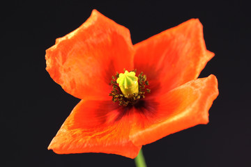 Mohn1