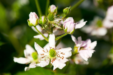 Bramble berry flowers