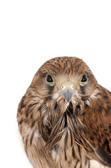 falcon