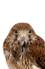 Fototapeta premium falcon