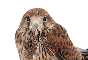 Obraz premium Falco tinnunculus