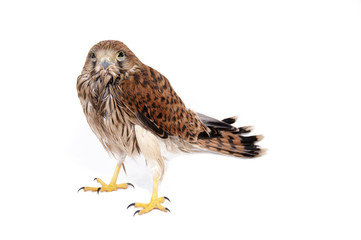 Falco tinnunculus