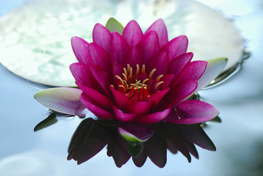 ninfea fiori 416