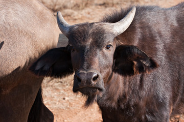 cape buffalo