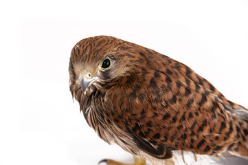 Falco tinnunculus