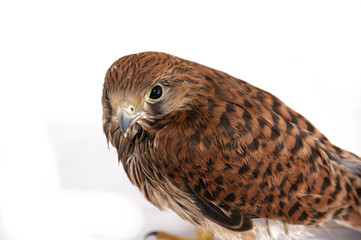 Falco tinnunculus