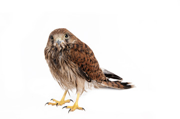 falcon
