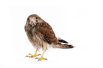 Falcon
