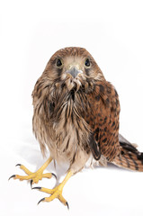 Falcon