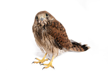 Falcon
