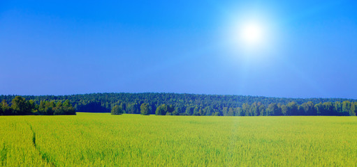 Meadow with green grass and trees under blue sky