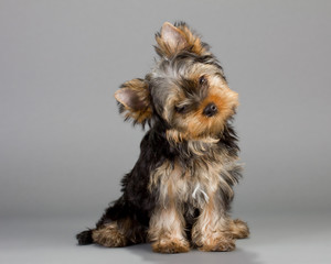 Yorkshire Terrier puppies