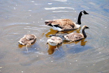 Canadian Geese Family