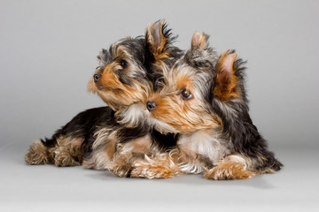 Yorkshire Terrier puppies