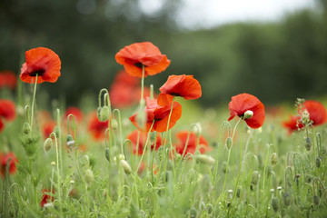 Poppy Field